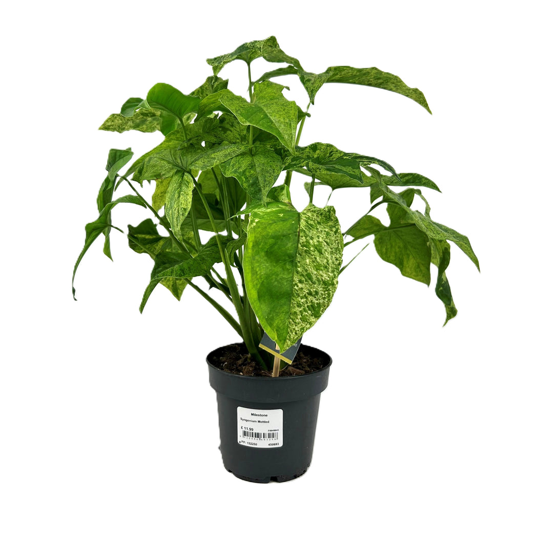 Syngonium podophyllum Mottled