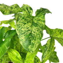 Load image into Gallery viewer, Syngonium podophyllum Mottled
