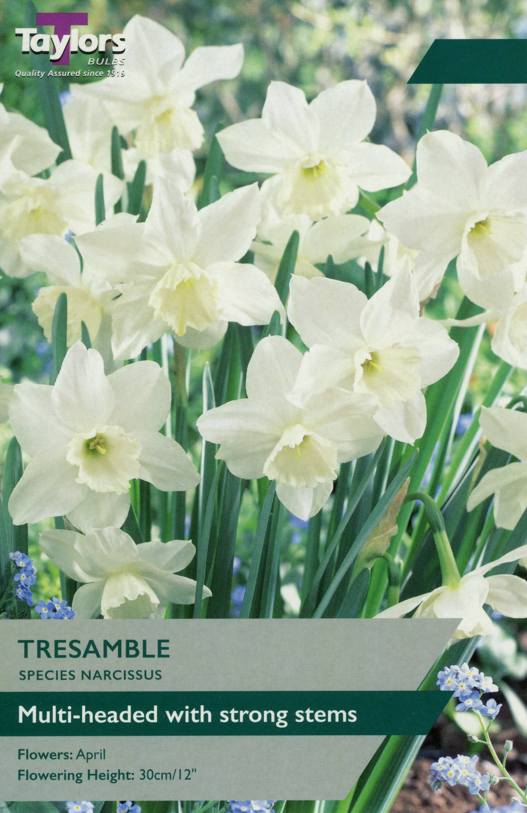 Narcissi Tresamble