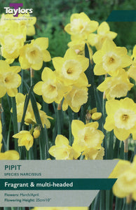 Narcissi Pipit