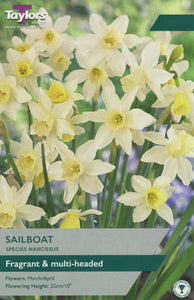 Narcissi Sailboat