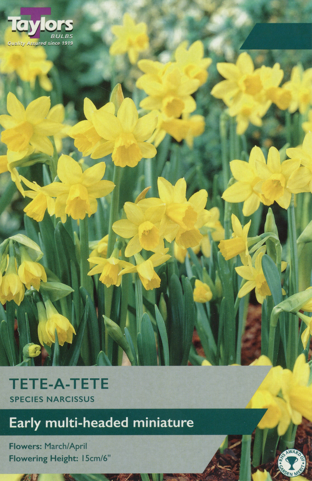 Narcissi Tete a Tete