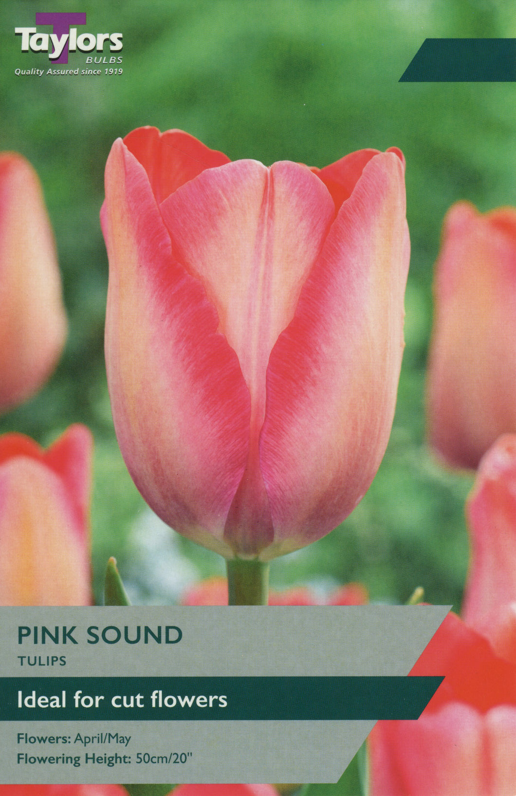 Tulip Pink Sound