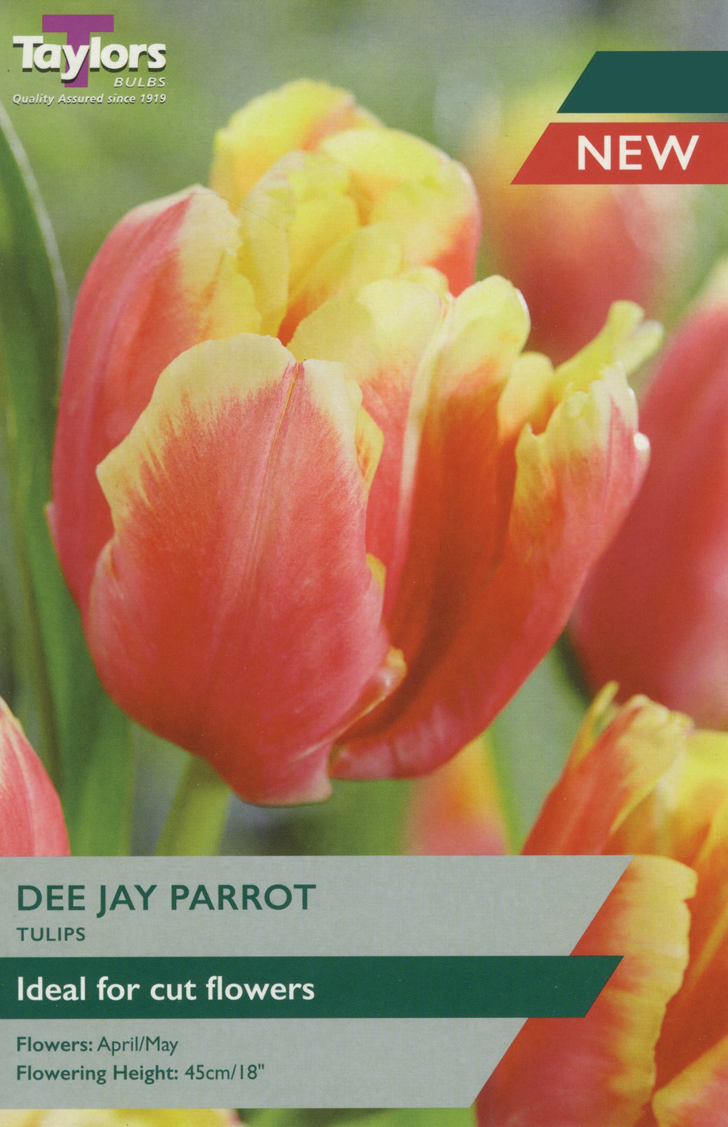 Tulip Dee Jay Parrot