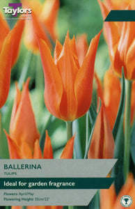 Tulip Ballerina