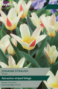 Tulip Johann Strauss