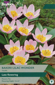 Tulip Bakeri Lilac Wonder