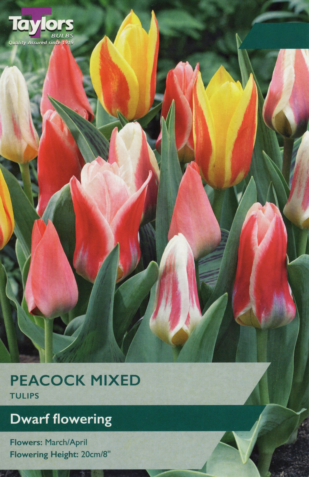 Tulip Peacock Mixed