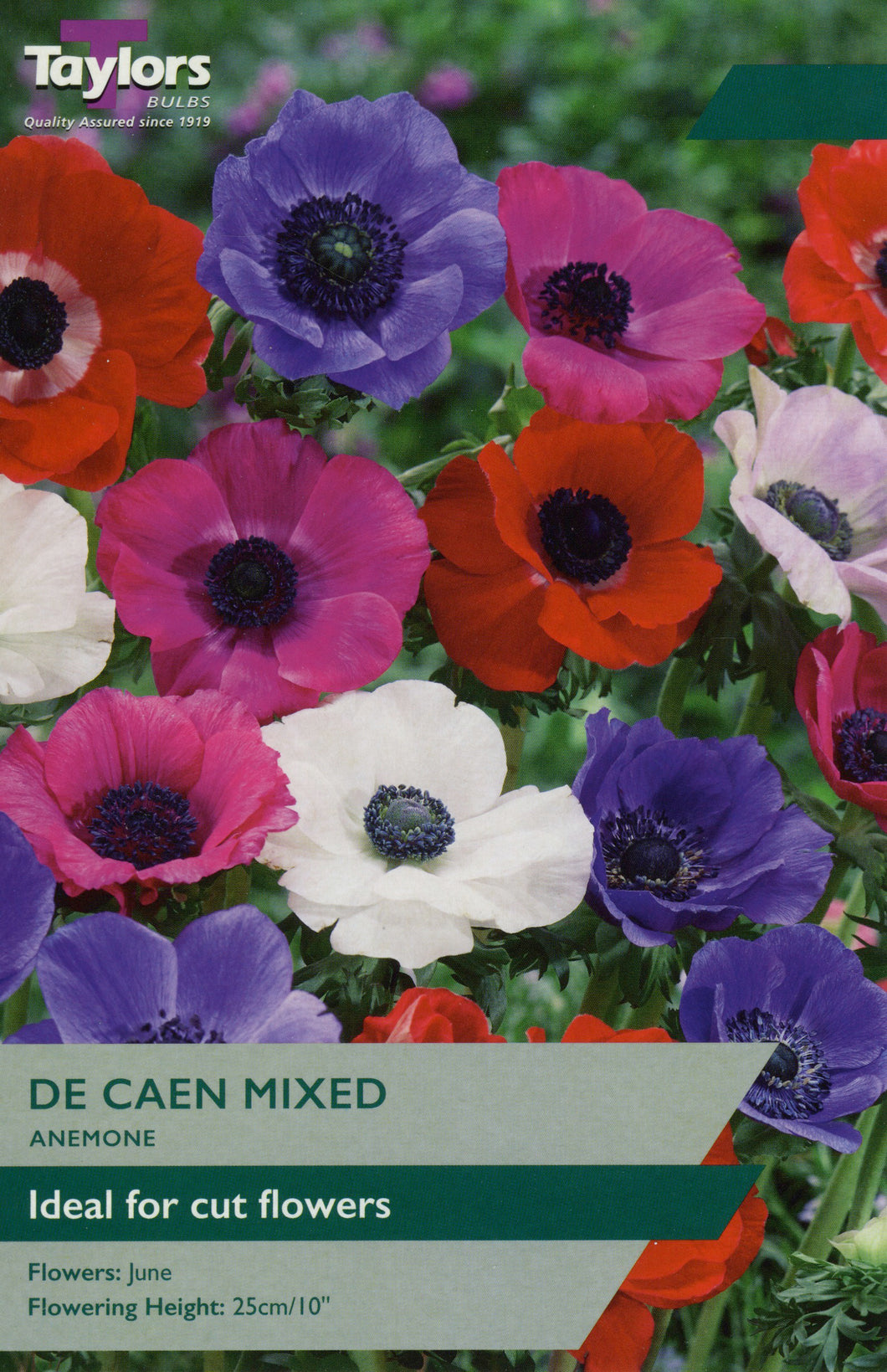 Anemone De Caen Mixed