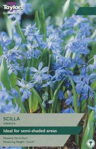 Scilla Siberica