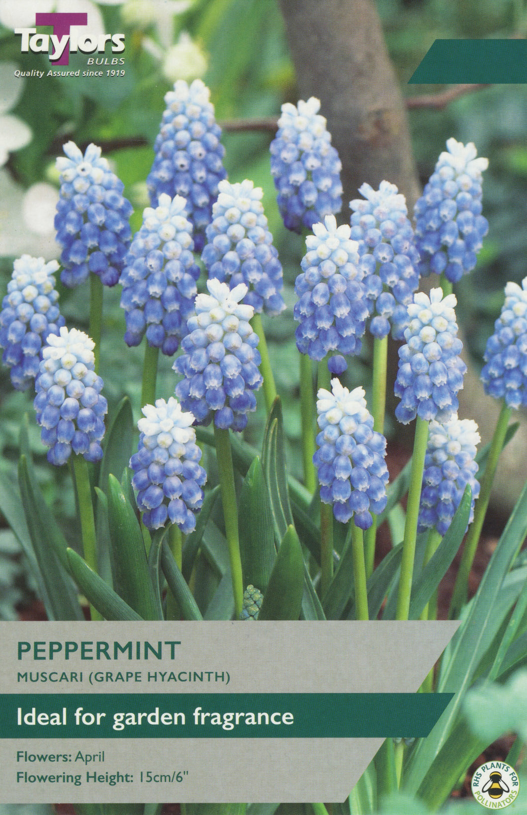 Muscari Peppermint