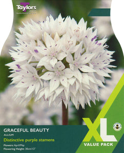 XL Allium Graceful Beauty