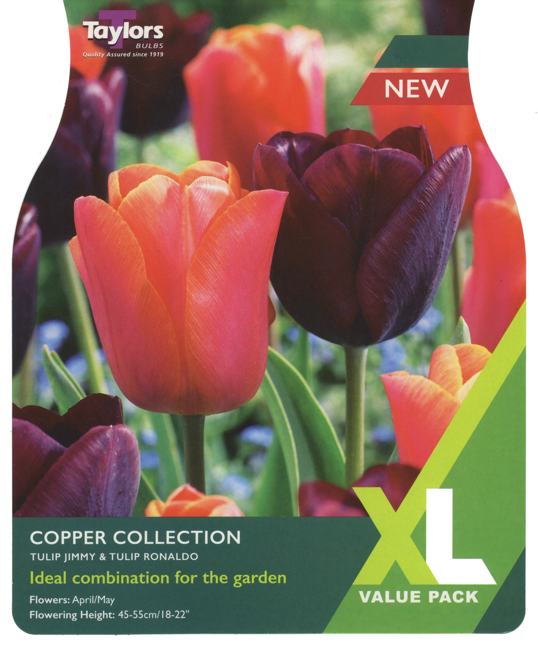 XL Tulip Copper Collection