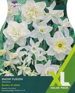 XL Narcissus Snow Fusion