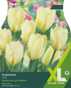 XL Tulip Purissima