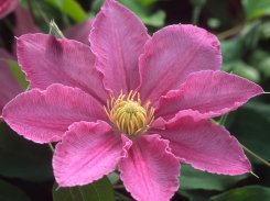 Clematis Abilene