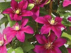 Clematis Acropolis