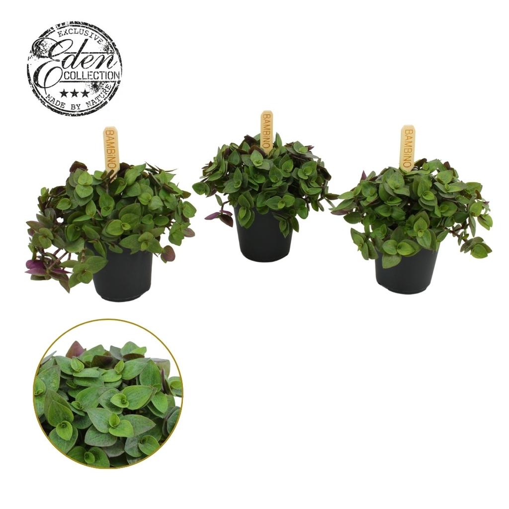 Callisia Turtle Bambino