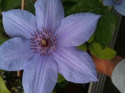 Clematis Bernadine