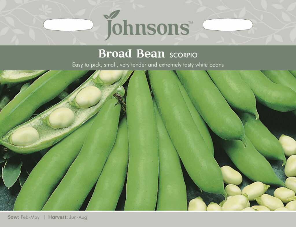 Broad Bean Scorpio