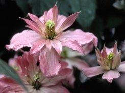 Clematis Montanta Broughton Star