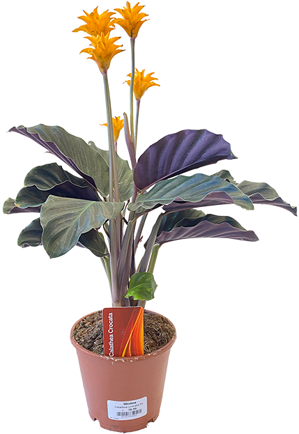 Calathea crocata – Milestone Garden Centre