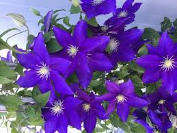 Clematis The Duchess of Cornwall