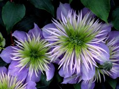 Clematis Crystal Fountain