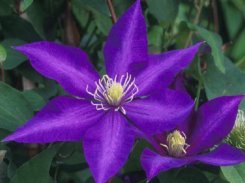 Clematis Daniel Deronda