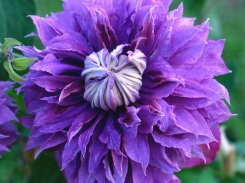 Clematis Diamantina
