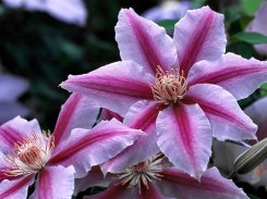Clematis Dr Ruppel