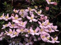 Clematis Montana Elizabeth