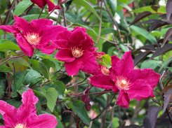 Clematis Ernest Markham