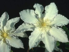 Clematis Gillian Blades