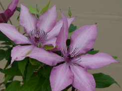 Clematis Giselle