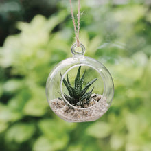 Load image into Gallery viewer, Grow it Glass Globe Terrarium
