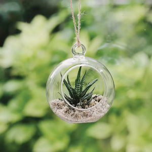 Grow it Glass Globe Terrarium