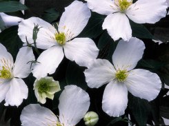 Clematis Montana Grandiflora