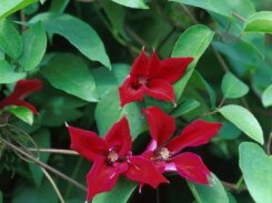 Clematis Gravetye Beauty