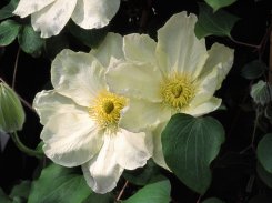 Clematis Guernsey Cream