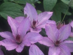 Clematis Hagley Hybrid