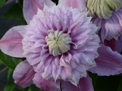 Clematis Josephine