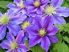 Clematis Lindsay