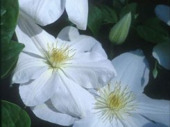 Clematis Marie Boisselot