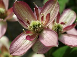 Clematis Montana Marjorie