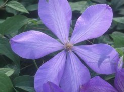 Clematis Mrs Cholmondeley