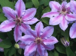 Clematis Nelly Moser