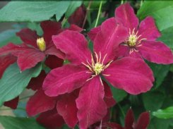 Clematis Niobe