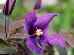Clematis Petit Faucon
