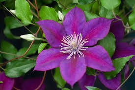 Clematis Picardy